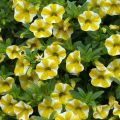 Calibrachoa hybrida Superbells Lemon Slice