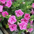 Calibrachoa hybrida Superbells Sweet Love