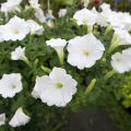 Calibrachoa hybrida Superbells Unique White