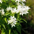 Campanula glomerata Alba