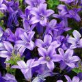 Campanula portenschlagiana