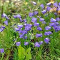 Campanula rotundifolia