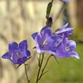 Campanula persicifolia