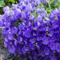 Campanula carpaticas