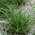 Carex morrowii Ice Dance