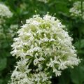 Centranthus ruber Albus - Hierba de San Jorge