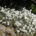 Cerastium tomentosum Yo Yo - Canastilla de plata