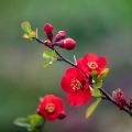 Membrillero del Japón Nicoline - Chaenomeles superba