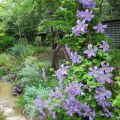 Clematis Prince Charles