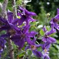 Clematis Saphyra Violetta