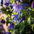 Clematis macropetala