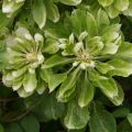 Clematis Green Passion