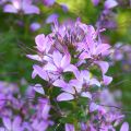 Flor araña - Cleome hassleriana Senorita Rosalita