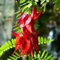 Clianthus puniceus Kaka King - Kakabeak