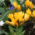 Crocus Golden Yellow