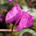 Cyclamen coum Rosa (tubérculo)