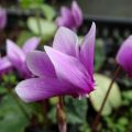 Cyclamen hederifolium