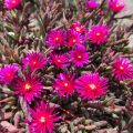 Delosperma Desert Dancers Purple - Alfombra rosa