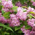 Deutzia magnifica Tourbillon Rouge