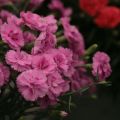 Clavel coronado Scent First Tickled Pink - Dianthus plumarius