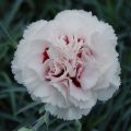 Clavel coronado Cranmere Pool - Dianthus plumarius