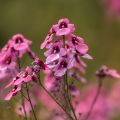 Diascia Breeze Plus Pink