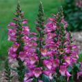 Digitalis Berry Canary - Digital