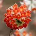 Edgeworthia chrysantha Red Dragon Akebono - Arbusto del papel