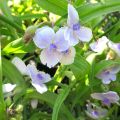 Tradescantia andersoniana Osprey