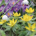 Eranthis cilicica