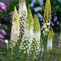 Eremurus himalaïcus - Cola de zorro