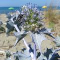 Eryngium maritimum - Cardo de mar