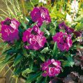 Erysimum Winter Joy improved - Alhelí