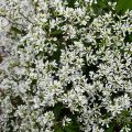 Euphorbia hypericifolia Diamond Snow - Lechetrezna