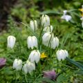 Fritillaria meleagris Alba