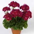 Géranium droit Flower Fairy Velvet - Pelargonium zonale