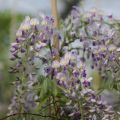 Wisteria sinensis Prolific - Glicinia