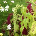 Amaranthus caudatus Pony Tails Mixed