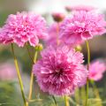 Cosmos bipinnatus Double Click Rose Bonbon