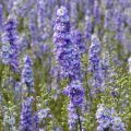 Espuela de caballero - Delphinium consolida DelQIS White Blue Edge