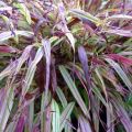 Hakonechloa macra Naomi