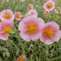 Helianthemum Rhodanthe Carneum