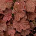 Heuchera Beaujolais