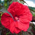 Hibiscus moscheutos Red Wine - Hibisco moschetos