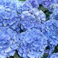 Hortensia macrophylla Bodensee - Hydrangea