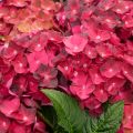 Hortensia macrophylla Magical Ruby Tuesday - Hydrangea