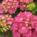 Hortensia macrophylla Rosita - Hydrangea