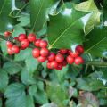 Ilex aquifolium - Acebo