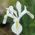 Iris hollandica White Excelsior - Iris de Holanda