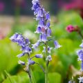 Jacinto de los bosques - Hyacinthoides hispanica